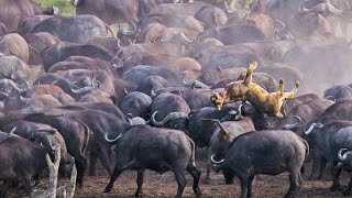 Stampeding Buffaloes Trample Lion [upl. by Schnur266]