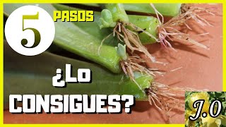 🌵Cómo reproducir suculentas por hojas en 5 PASOS⭐️PARTE 12 [upl. by Ilesara]