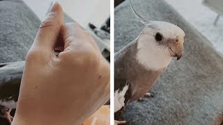 Parrot Plays PeekABoo With Owner [upl. by Tobie]