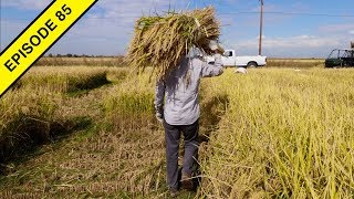 I Learn How to Harvest Rice by Hand at the Rice Experiment Station [upl. by Roddie73]