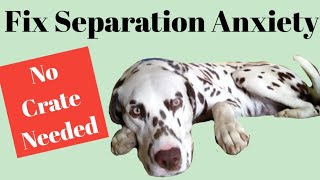 FIX YOUR DOGS SEVERE SEPARATION ANXIETY  Tips On How to Get Your Dog Comfortable Being Alone [upl. by Ihp]