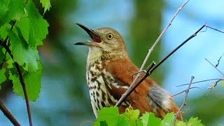 Brown Thrasher Singing [upl. by Estrella]