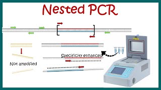 Nested PCR  Principle and usage [upl. by Tiphanie]