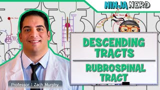 Neurology  Descending Tracts Rubrospinal Tract [upl. by Aniala]