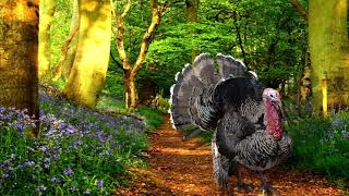 Turkey Gobble Sounds with Singing Birds Ambience 1 HOUR [upl. by Edeline645]