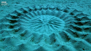 Pufferfish Love Explains Mysterious Underwater Circles [upl. by Azarcon]