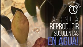 ¿CÓMO REPRODUCIR SUCULENTAS EN AGUA  ¡RESULTADOS EN 1 SEMANAAA [upl. by Assereht]