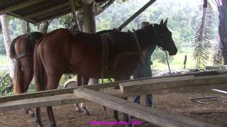 247 Horse powered saw mill Belize [upl. by Rolyak]