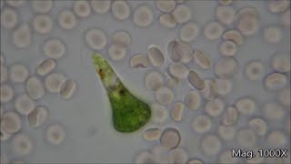 Comparing Microorganism Size Under the Microscope [upl. by Ethel47]