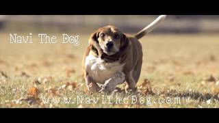 Navi the Basset Hound Running In Slow Motion HD [upl. by Biebel]