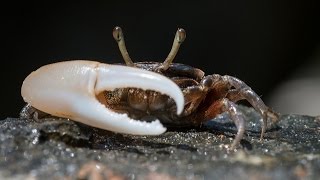 Facts The Fiddler Crab [upl. by Gustafsson197]