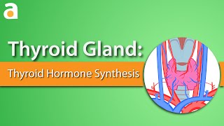 Thyroid Gland Thyroid Hormone Synthesis [upl. by Maurilla]