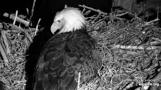 Decorah Eagles  North Nest 30032024 [upl. by Carce342]