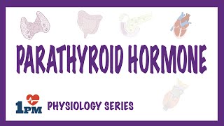 Parathyroid Hormone PTH  Endocrinology [upl. by Ayotahc788]