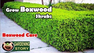 How To Grow Boxwood Shrubs  Boxwood Care [upl. by Samuela424]