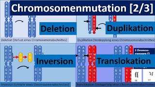 Chromosomenmutation 23 – Deletion Duplikation Inversion Translokation Genetik Oberstufe [upl. by Anhpad]