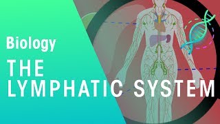 The Lymphatic System  Health  Biology  FuseSchool [upl. by Mcgean404]