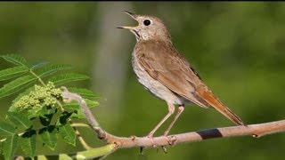 Hermit Thrush Singing [upl. by Brien]