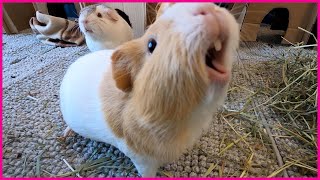 Happy guinea pigs wheeking and squeaking [upl. by Mavis]