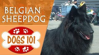 Dogs 101  BELGIAN SHEEPDOG  Top Dog Facts About the BELGIAN SHEEPDOG [upl. by Rianon]