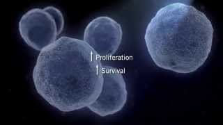 The MAPK Signaling Pathway [upl. by Akienahs]