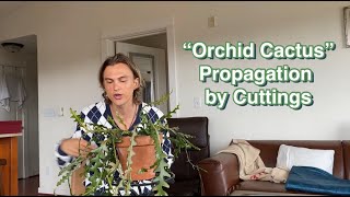 Fishbone Orchid Cactus Cryptocereus anthonyanus amp Epiphyllum spp Propagation and Growing Advice [upl. by Nylg]