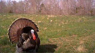 Gobblers Spitting and Drumming  Calling All Turkeys [upl. by Ynattir910]