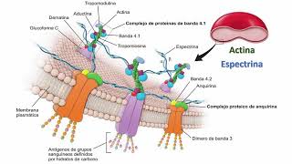 Citoesqueleto filamentos de actina [upl. by Ecnatsnok564]