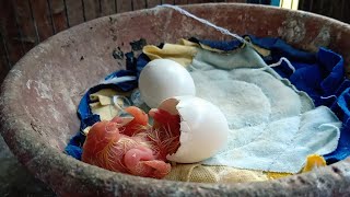 PIGEON EGG HATCHING [upl. by Aenal]