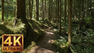 4K Virtual Forest Walk along Middle Fork Trail at Snoqualmie region Part 1 3 HR Relax Music [upl. by Mel]