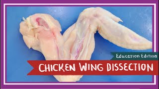 Chicken Wing Dissection  Spread Your Wings EDU [upl. by Pejsach272]