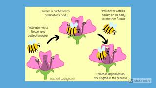 Plant Reproduction  Year 3 Topic [upl. by Bernadine866]