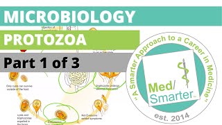 Protozoa  Microbiology  USMLE STEP 1  Part 1 of 3 [upl. by Asinet]