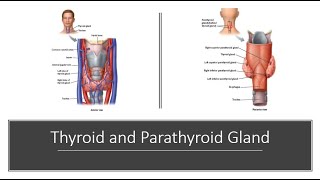 Thyroid and Parathyroid [upl. by Kelda867]