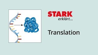 Translation Proteinbiosynthese  STARK erklärt [upl. by Acinoreb287]