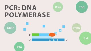 2 Polymerase Chain Reaction PCR  DNA Polymerase [upl. by Trip]