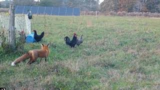 Zorro cazando gallinas4 [upl. by Emoryt]