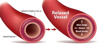 Get The Blood Flowing How To Enhance Your Endothelial Nitric Oxide NO [upl. by Rochette]