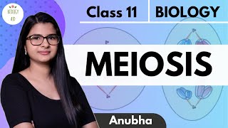 Class 11  Meiosis  NCERT HINDI [upl. by Jacinthe]