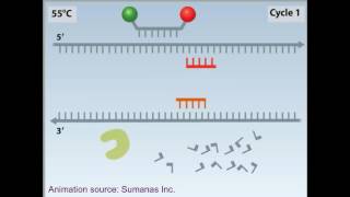 rtPCR animation [upl. by Akinad497]