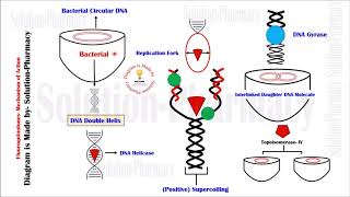 Fluoroquinolones  Mechanism of Action  Fluoroquinolone  Chemotherapy  DNA Gyrase Inhibitors [upl. by Dixie886]