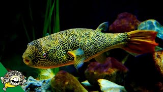 THE LARGEST FRESHWATER PUFFER Tetraodon Mbu Puffer Fish Profile [upl. by Yve]