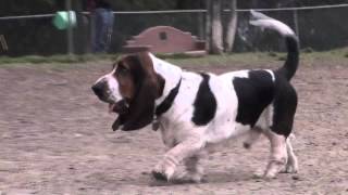 Secrets Of The Dog Park  Basset Hound [upl. by Alled]