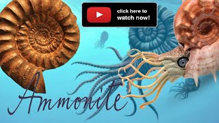 What is an Ammonite fossils [upl. by Eelanej]