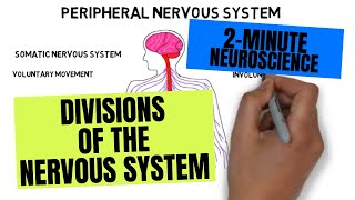 2Minute Neuroscience Divisions of the Nervous System [upl. by Delphinia232]