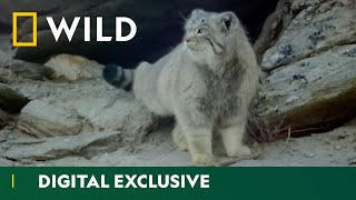 Pallass Cat Makes an Appearance  Wild Cats of India  National Geographic Wild UK [upl. by Easlehc]