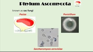 Ascomycota [upl. by Segroeg]