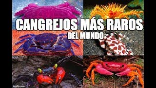 5 cangrejos más raros en el mundo [upl. by Yengac]