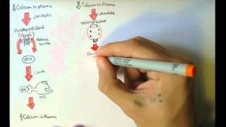 Bone Homeostasis Calcium and Phosphate Hormones [upl. by Ellezig535]