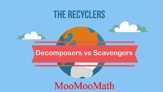 Decomposers vs Scavengers [upl. by Lareine29]